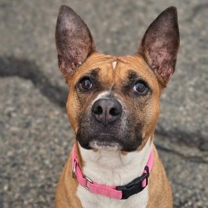 Enlarge Bailey, a ADOPTABLE mixed breed in Bridgeport, CA image 1/1