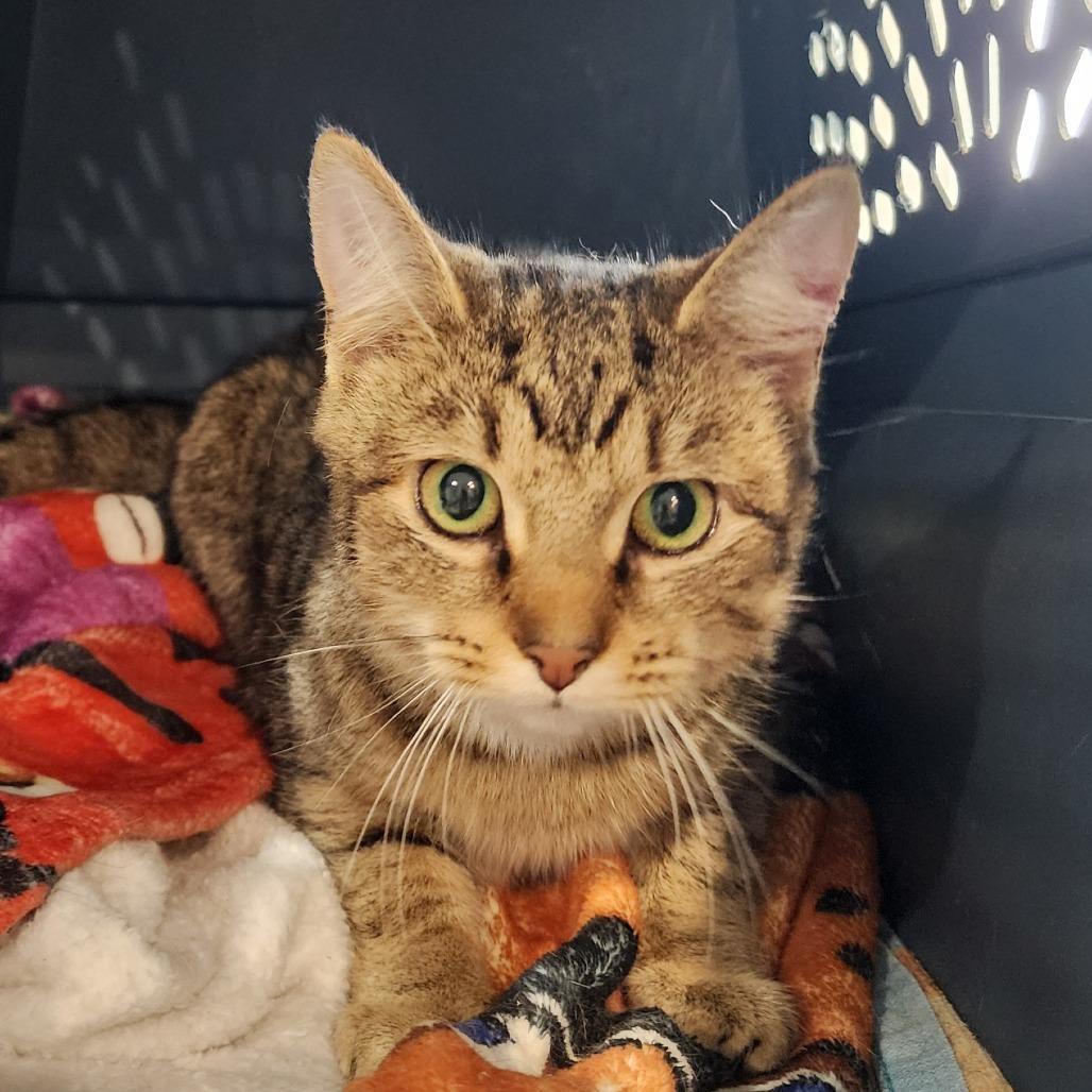 Billie, Adoptable, Young Female Domestic Short Hair.