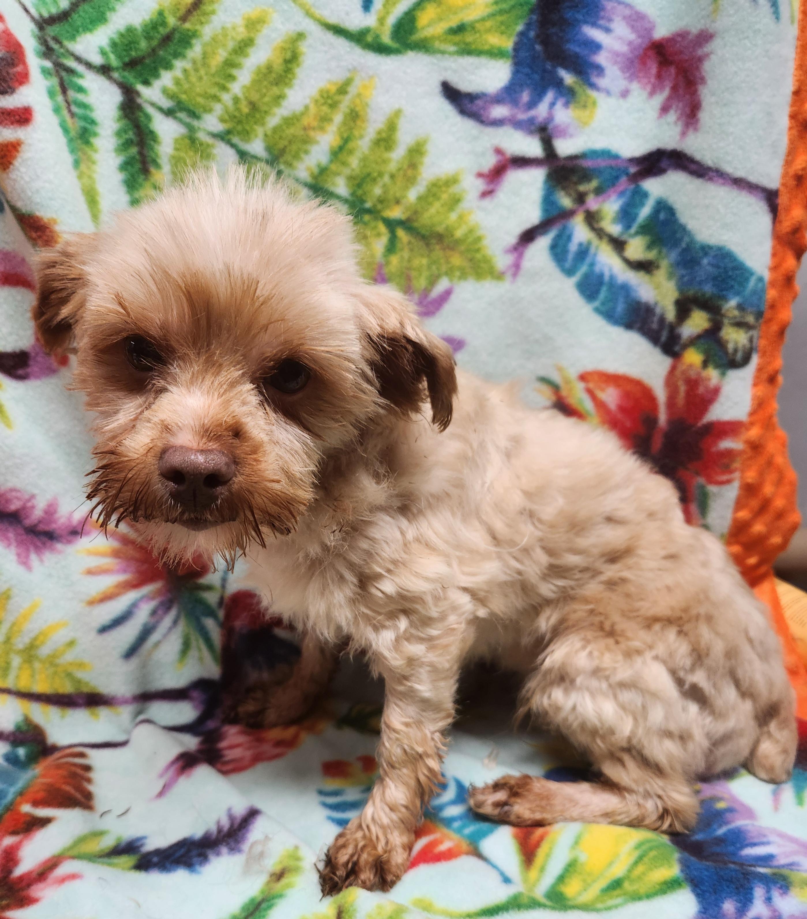 Collette, ADOPTABLE, Adult Female Morkie.