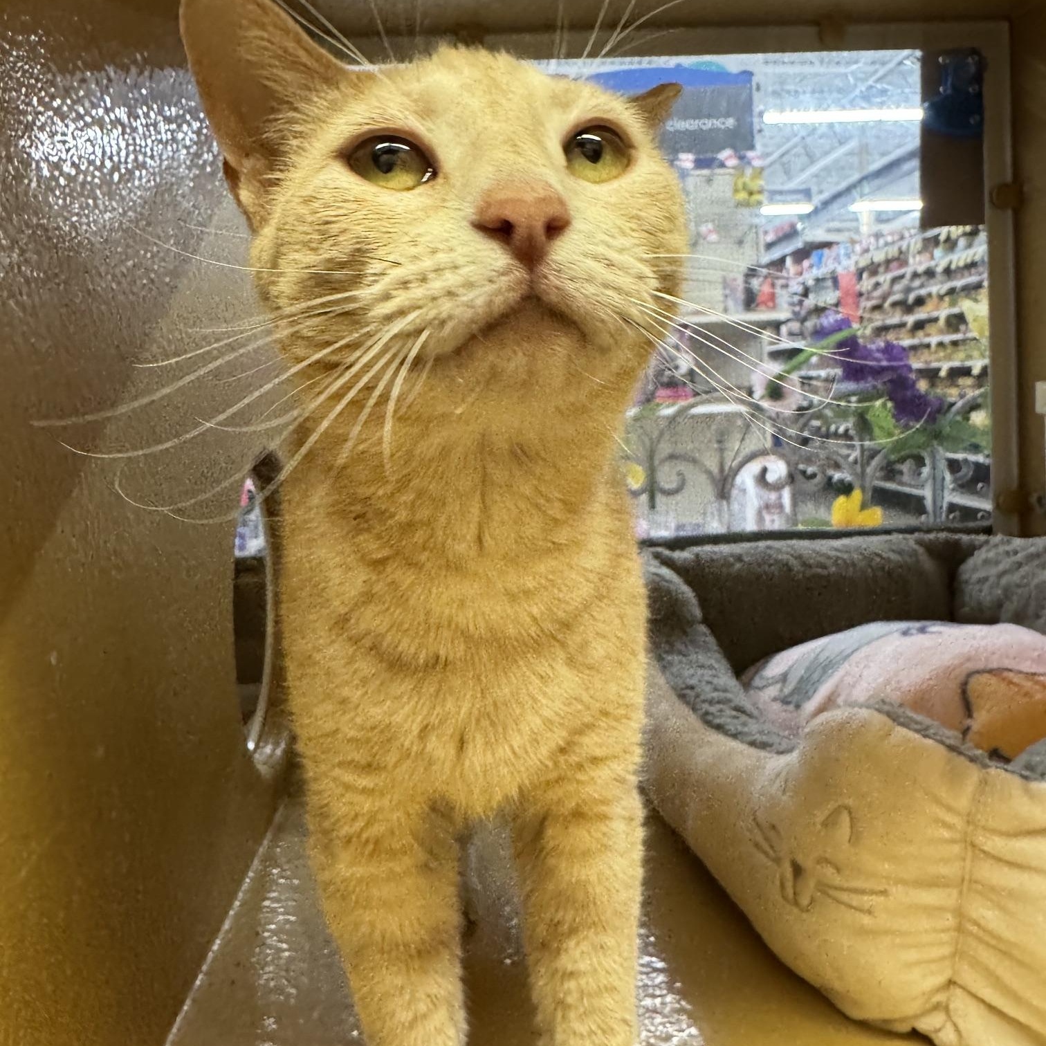 Camille, an adopted mixed breed in Albuquerque, NM image 4/5