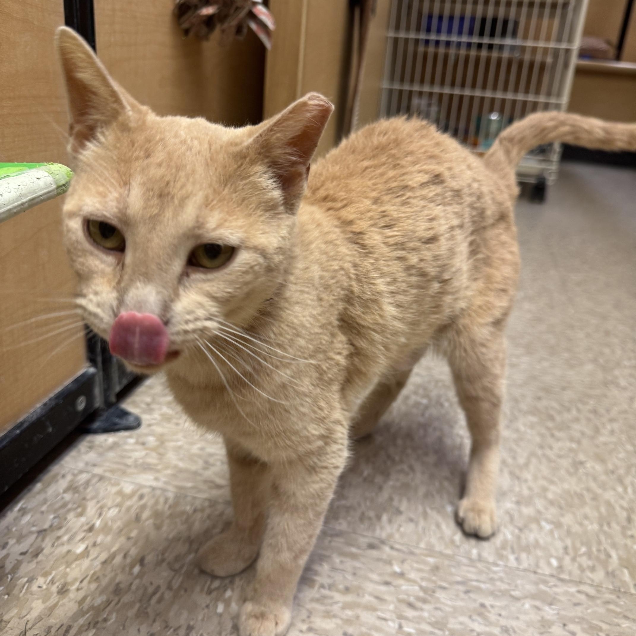 Camille, an adopted mixed breed in Albuquerque, NM image 3/5