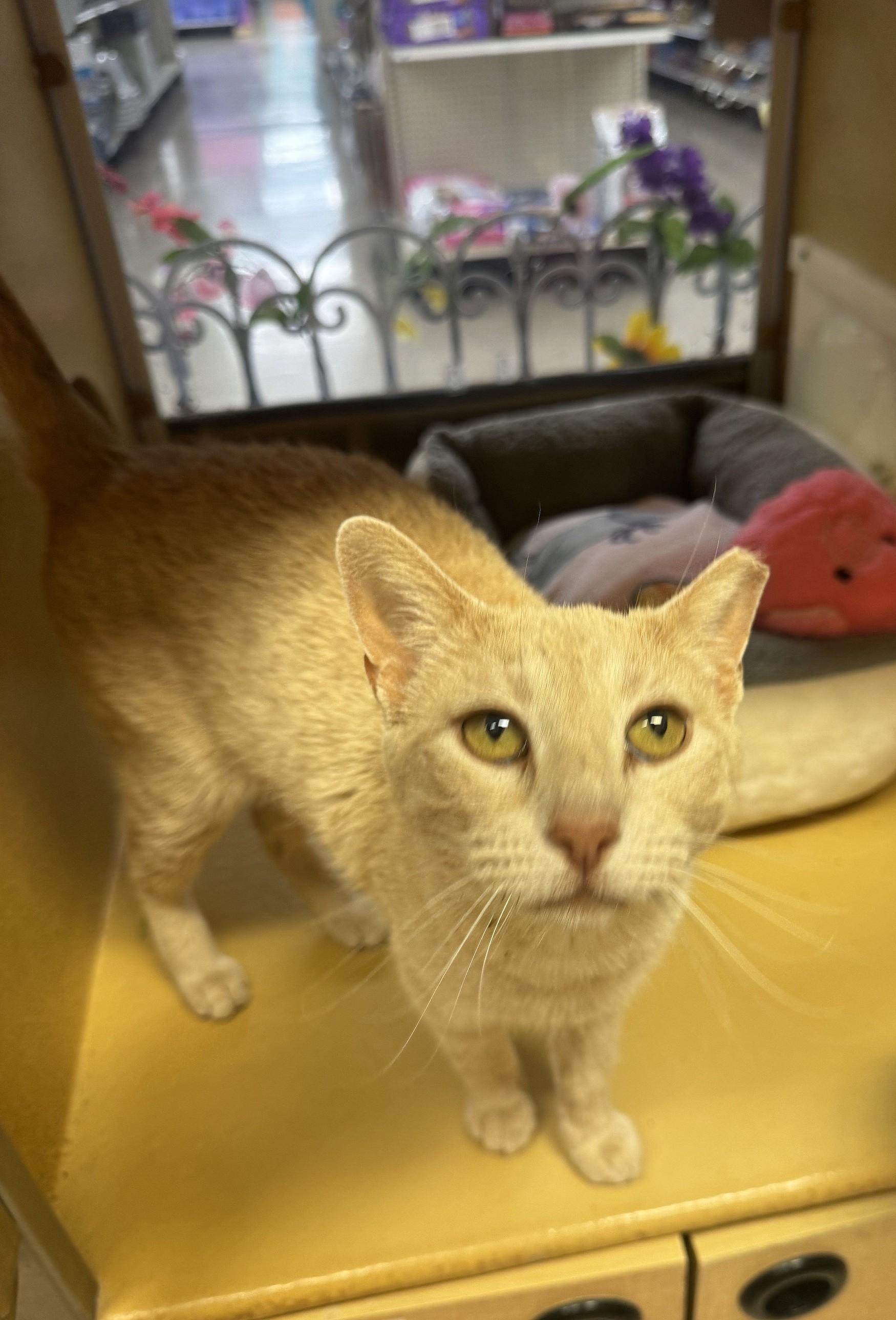 Camille, an adopted mixed breed in Albuquerque, NM image 5/5