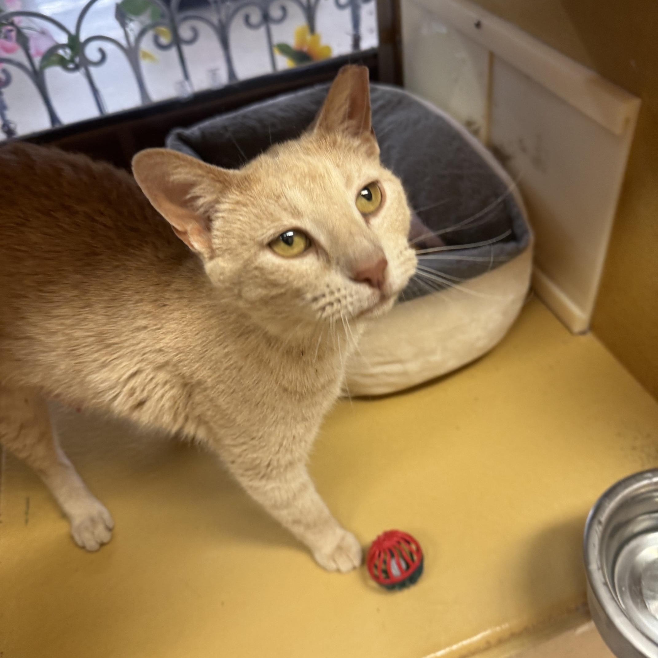 Camille, an adopted mixed breed in Albuquerque, NM image 2/5
