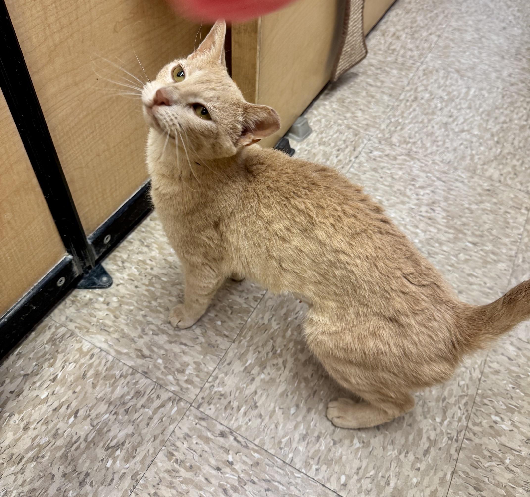 Camille, an adopted mixed breed in Albuquerque, NM image 1/5
