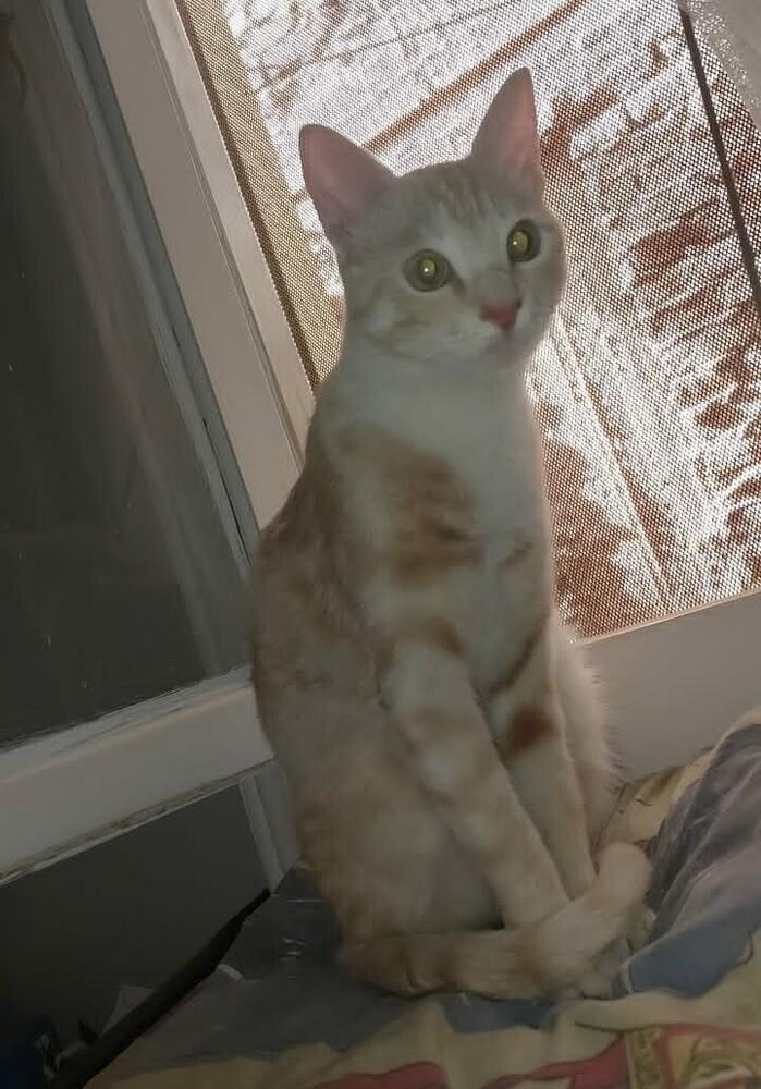 Mango, Adoptable, Young Female Exotic Shorthair & Bengal.