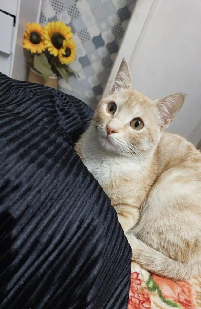 Enlarge Mango, a Adoptable mixed breed in WOLCOTT, CT image 2/4