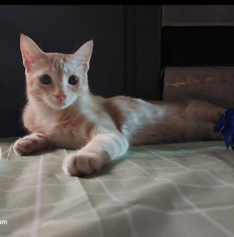 Enlarge Mango, a Adoptable mixed breed in WOLCOTT, CT image 3/4