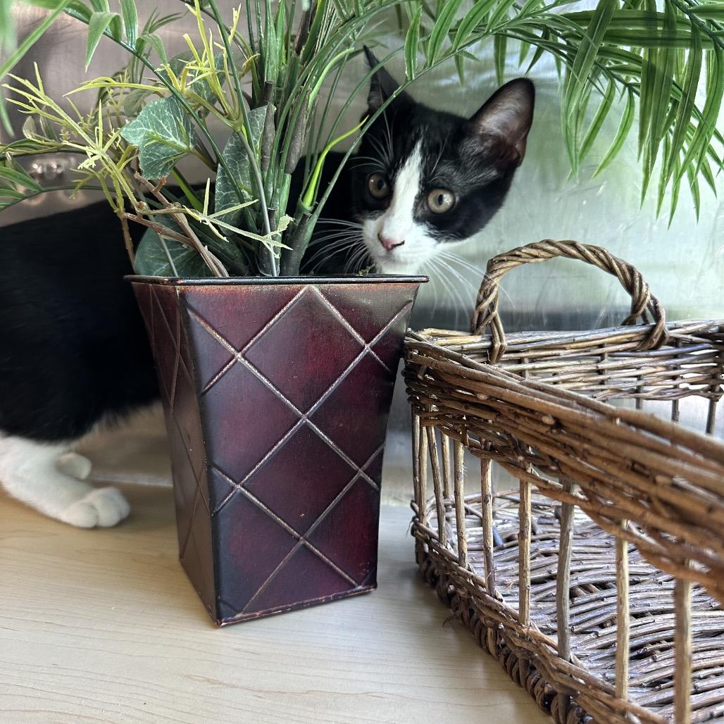 Enlarge Arrow, a Adoptable Domestic Medium Hair in Wappingers Falls, NY image 2/2