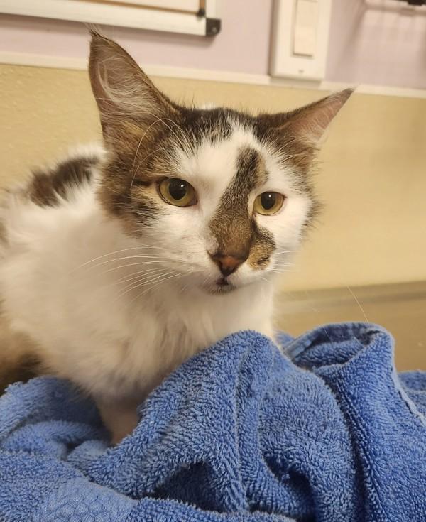 Enlarge Ed, a Adoptable mixed breed in Vancouver, WA image 1/1