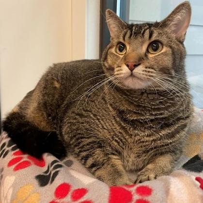 Enlarge Chevy, a ADOPTABLE Domestic Short Hair in Rochester, MN image 2/2