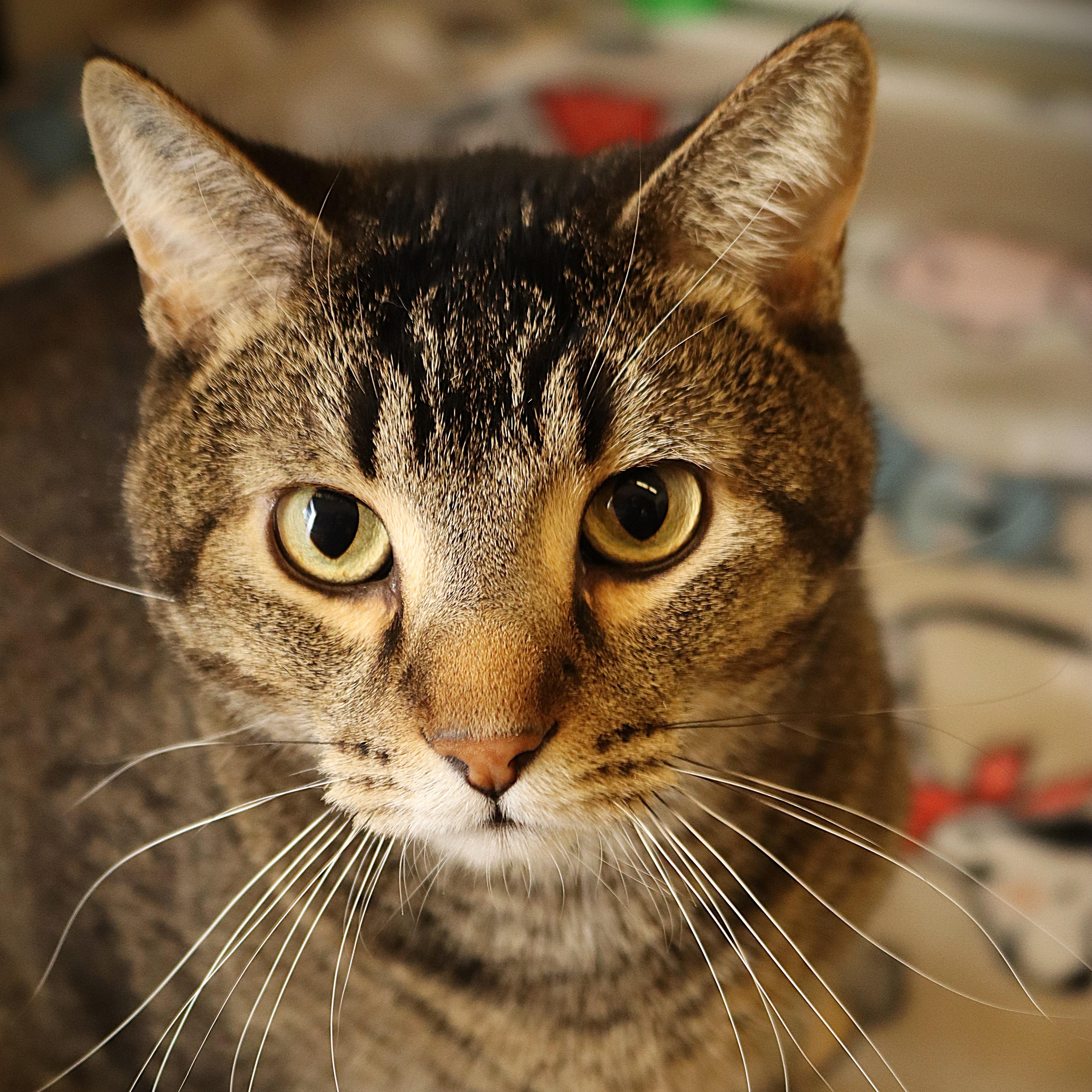 Enlarge Chevy, a ADOPTABLE Domestic Short Hair in Rochester, MN image 1/2