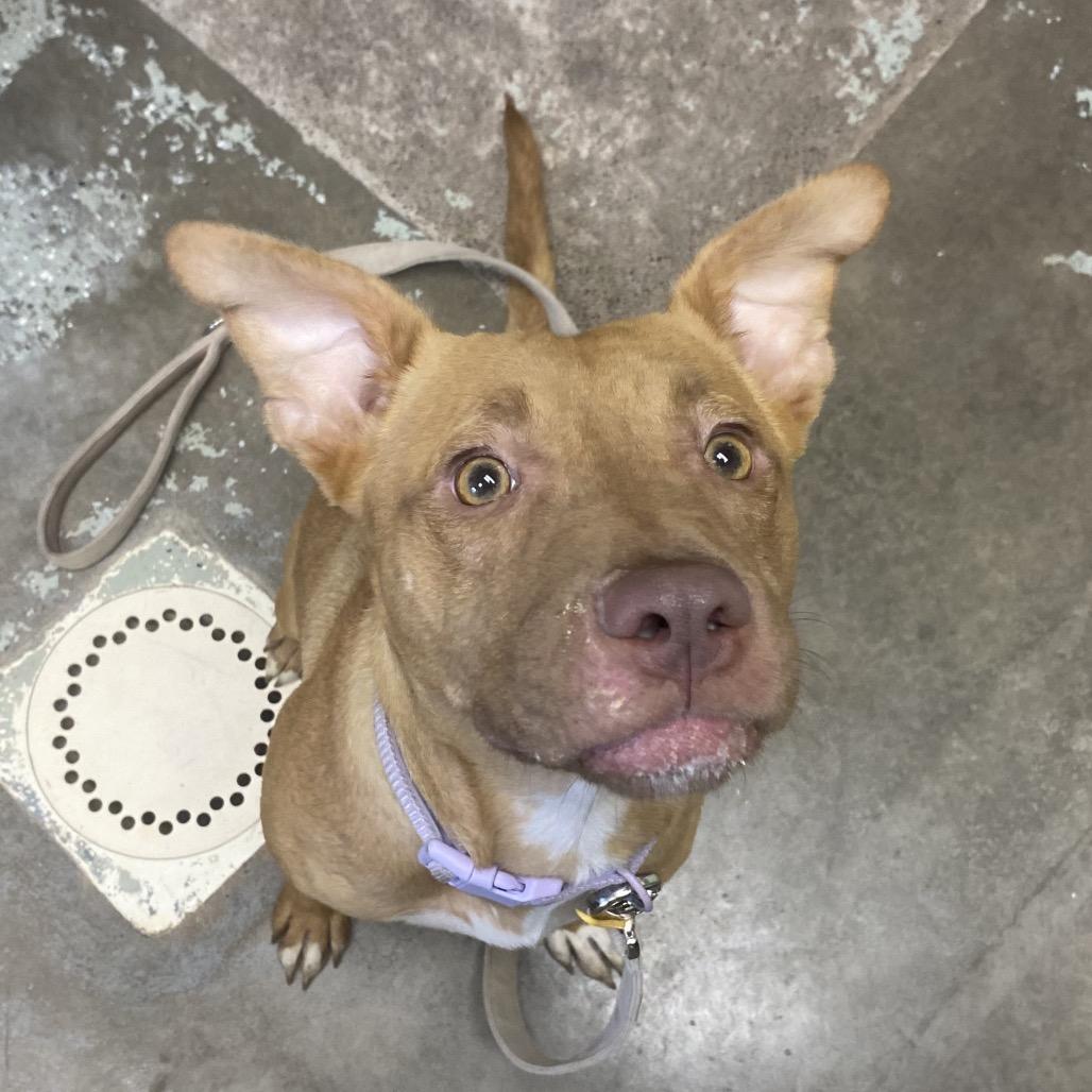 Bridgit 175, Adoptable, Young Female Labrador Retriever & Pit Bull Terrier.