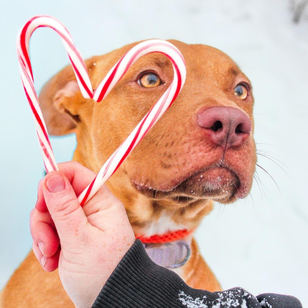 Enlarge Bridgit 175, a Adoptable mixed breed in Canastota, NY image 1/1