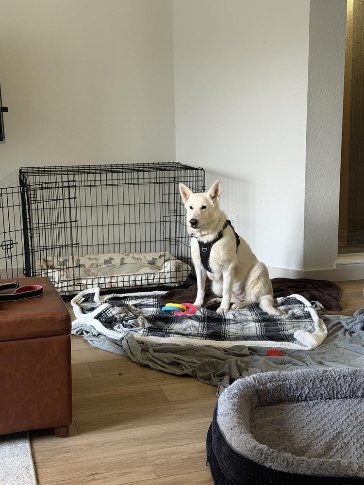 Polar Bear, Adoptable, Adult Female German Shepherd Dog.