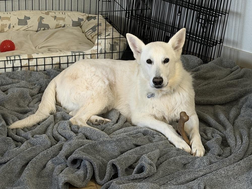 Enlarge Polar Bear, a Adoptable mixed breed in Denver, CO image 2/6