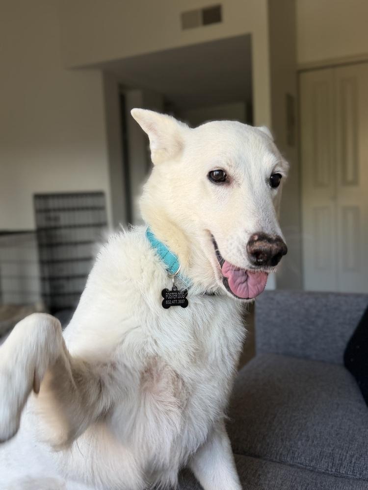Enlarge Polar Bear, a Adoptable mixed breed in Denver, CO image 3/6
