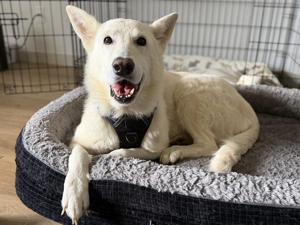 Enlarge Polar Bear, a Adoptable mixed breed in Denver, CO image 4/6
