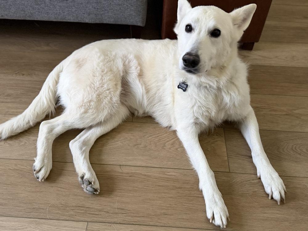 Enlarge Polar Bear, a Adoptable mixed breed in Denver, CO image 5/6