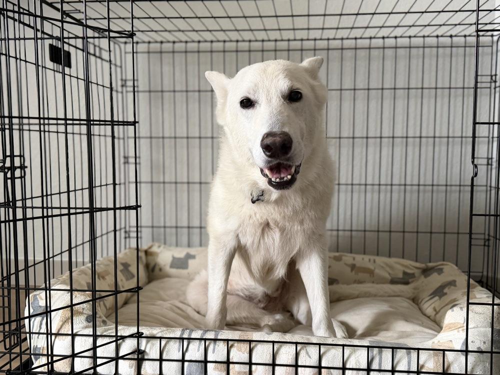 Enlarge Polar Bear, a Adoptable mixed breed in Denver, CO image 6/6