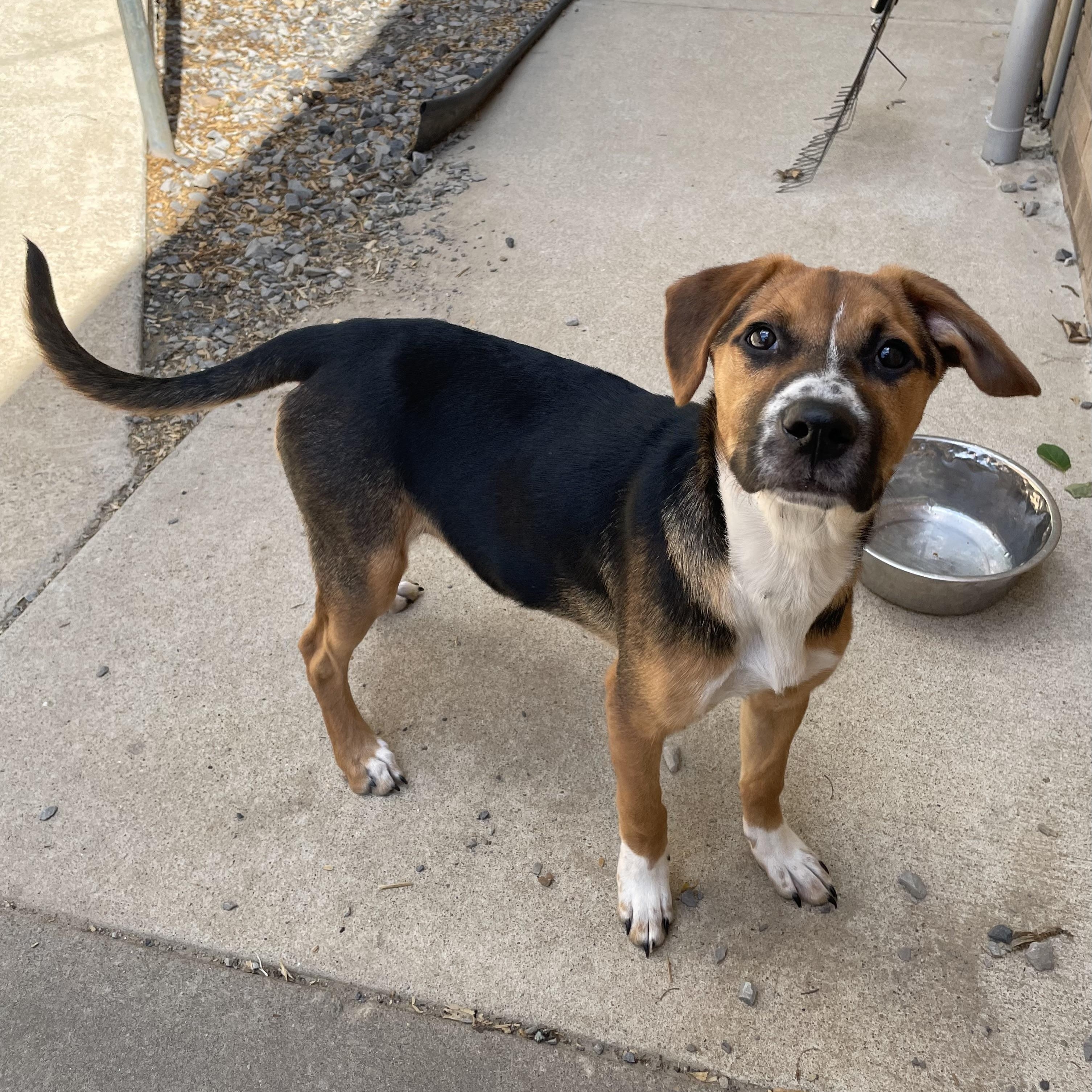 Enlarge Charlie, a ADOPTABLE mixed breed in Heber Springs, AR image 2/2