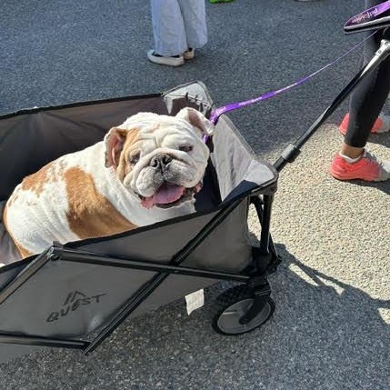 Jelly Roll, ADOPTABLE, Adult Female English Bulldog.