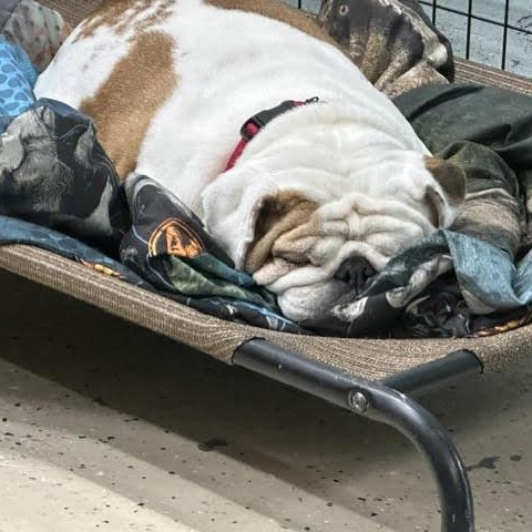Jelly Roll, a ADOPTABLE English Bulldog in Midlothian, VA image 2/5