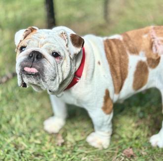 Jelly Roll, a ADOPTABLE English Bulldog in Midlothian, VA image 3/5