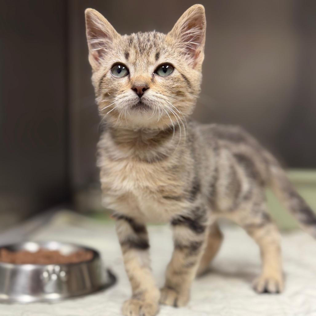 Kiwi, Adoptable, Kitten Female Domestic Short Hair.