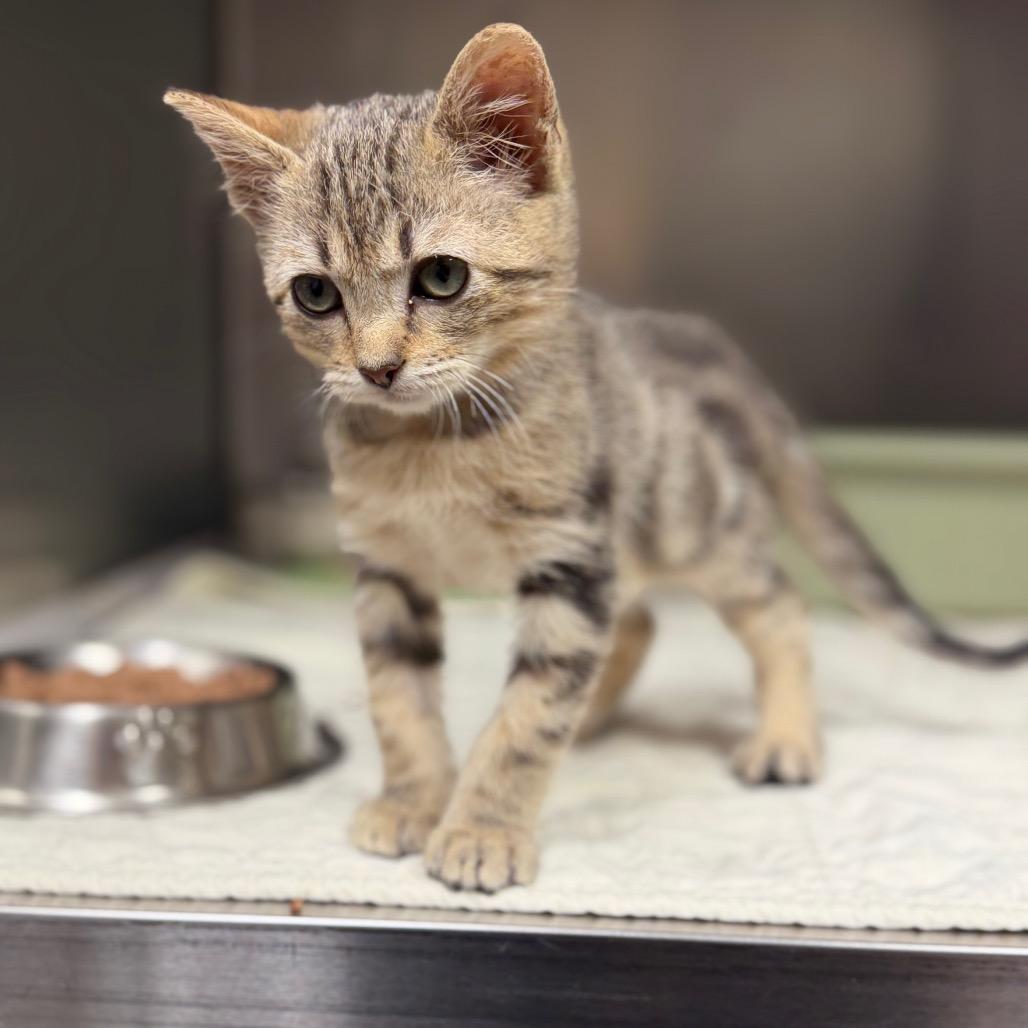 Kiwi, a Adoptable Domestic Short Hair in Bryan, TX image 2/4