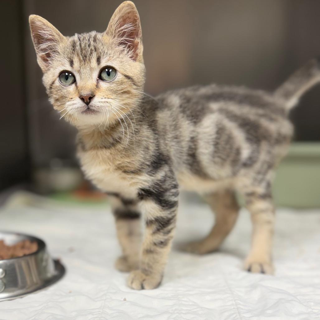 Kiwi, a Adoptable Domestic Short Hair in Bryan, TX image 3/4