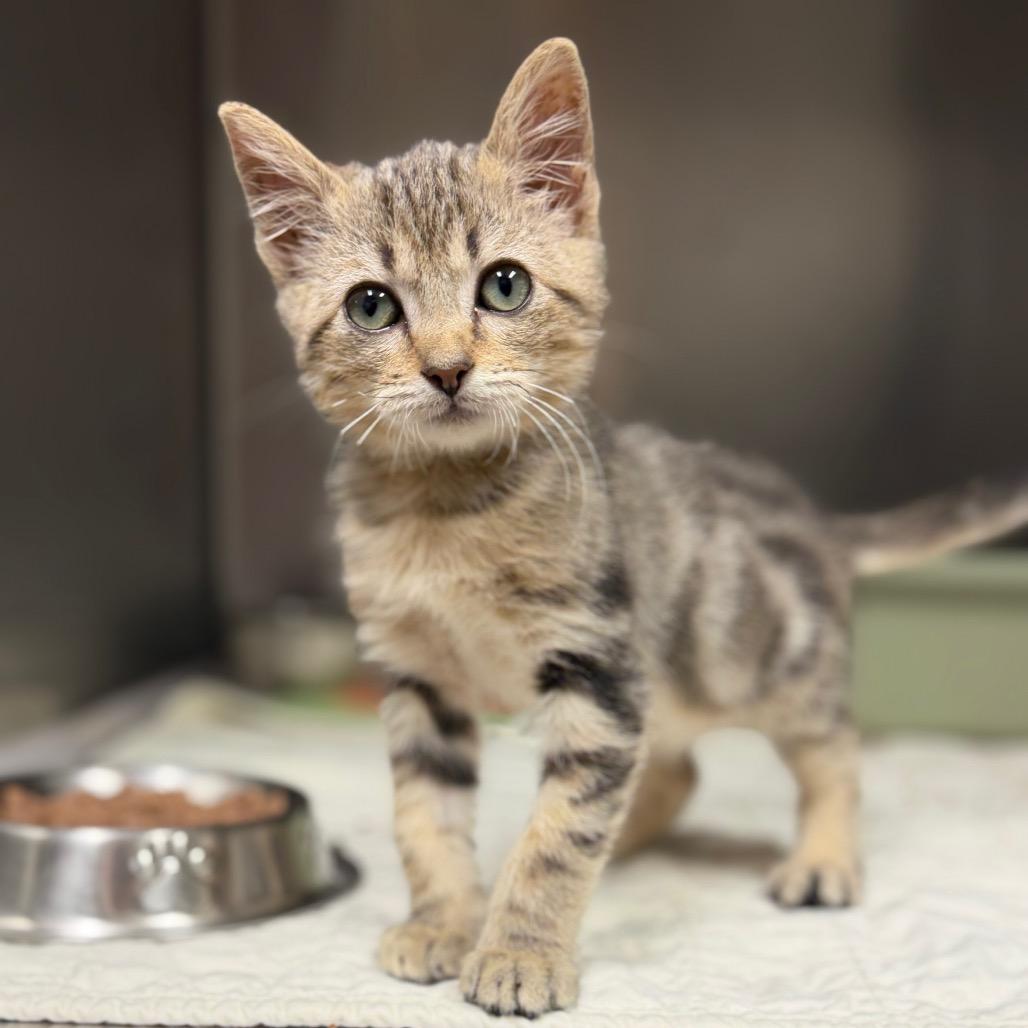 Kiwi, a Adoptable Domestic Short Hair in Bryan, TX image 4/4
