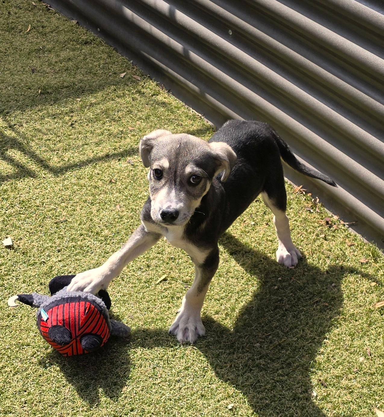 Enlarge Rex, a ADOPTABLE mixed breed in Apache Junction, AZ image 2/4