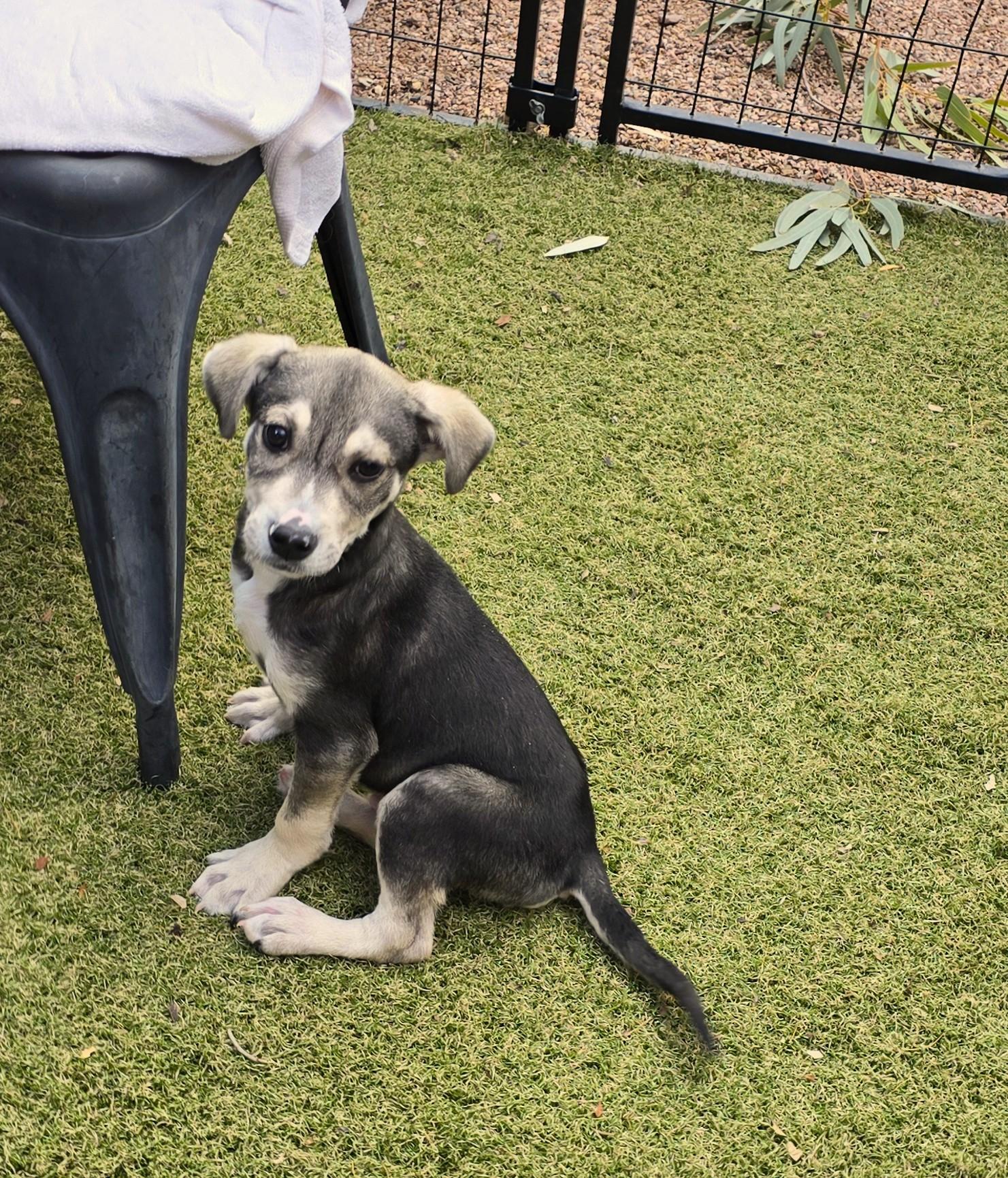 Enlarge Rex, a ADOPTABLE mixed breed in Apache Junction, AZ image 1/4
