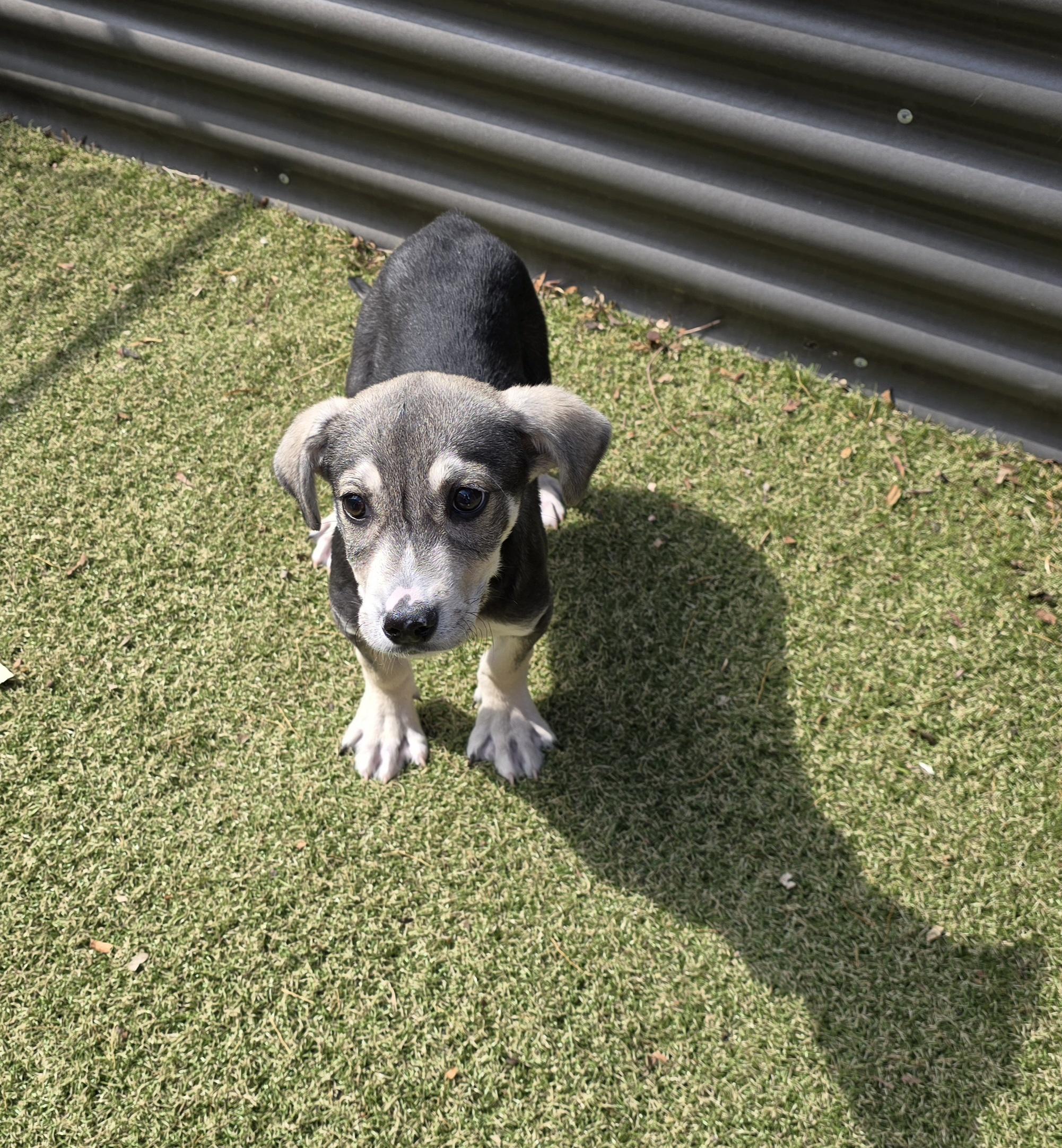 Enlarge Rex, a ADOPTABLE mixed breed in Apache Junction, AZ image 3/4