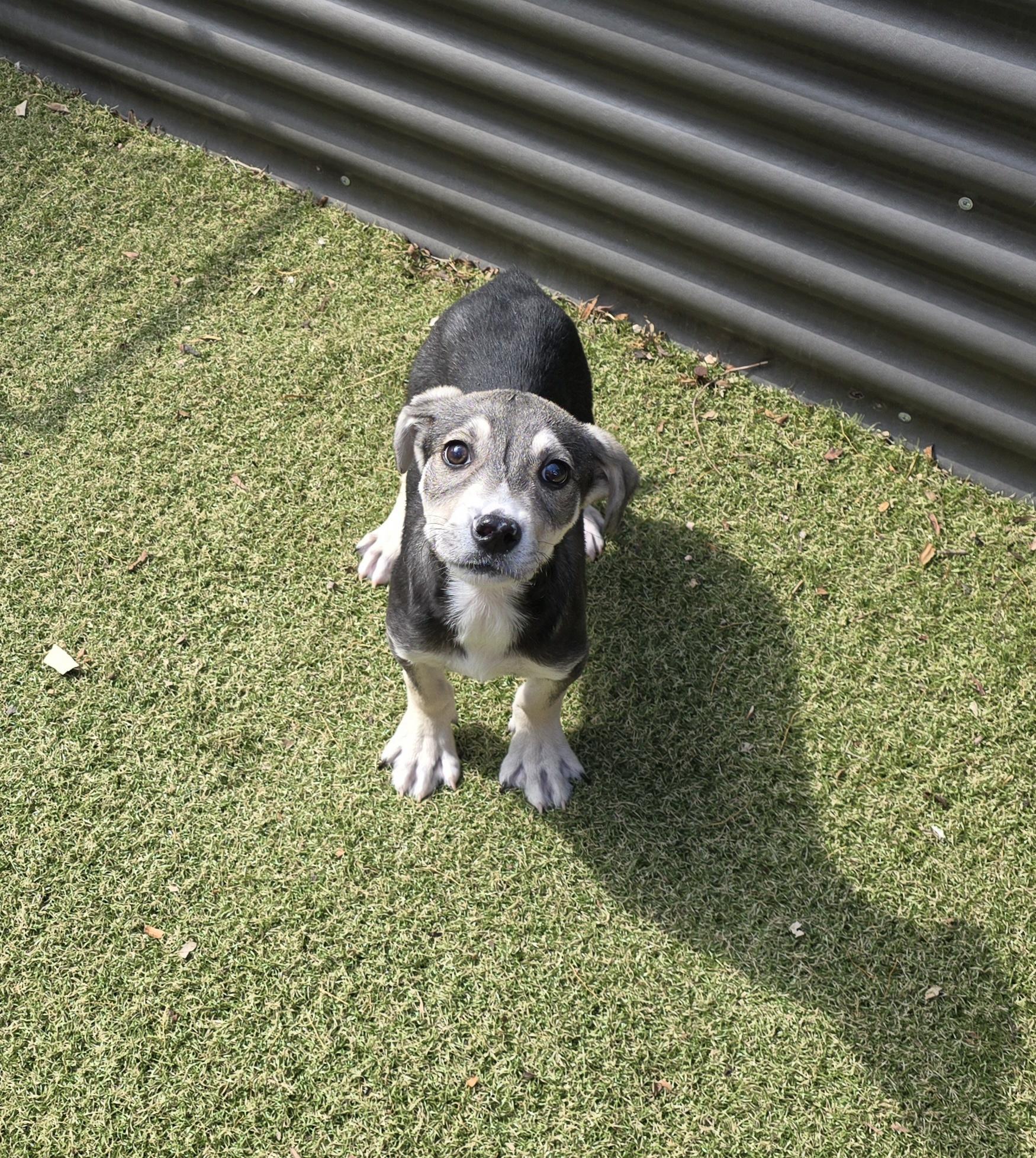 Enlarge Rex, a ADOPTABLE mixed breed in Apache Junction, AZ image 4/4