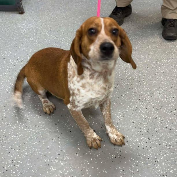 Lafayette , ADOPTABLE, Young Male Beagle.