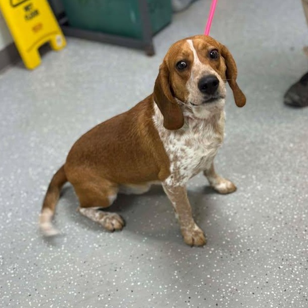 Lafayette , a ADOPTABLE mixed breed in Bardstown, KY image 2/4