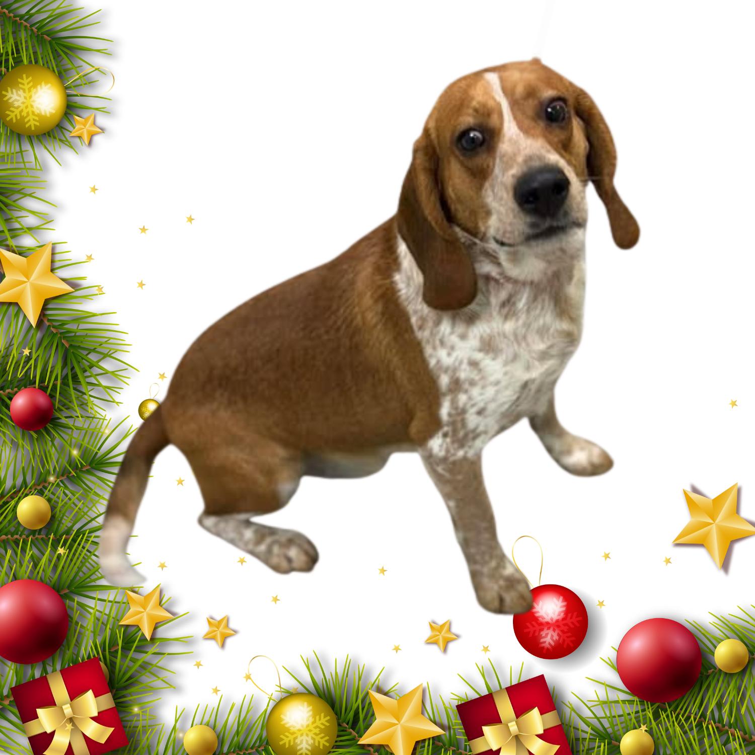 Lafayette , a ADOPTABLE mixed breed in Bardstown, KY image 3/4