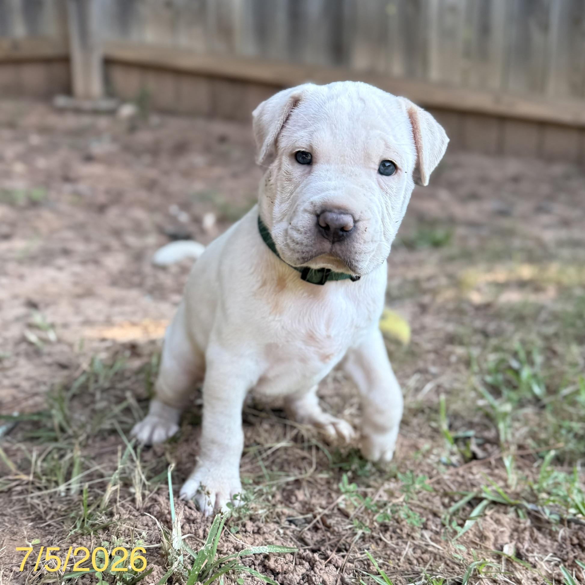Enlarge Alvin, a ADOPTABLE mixed breed in Jackson, GA image 5/6
