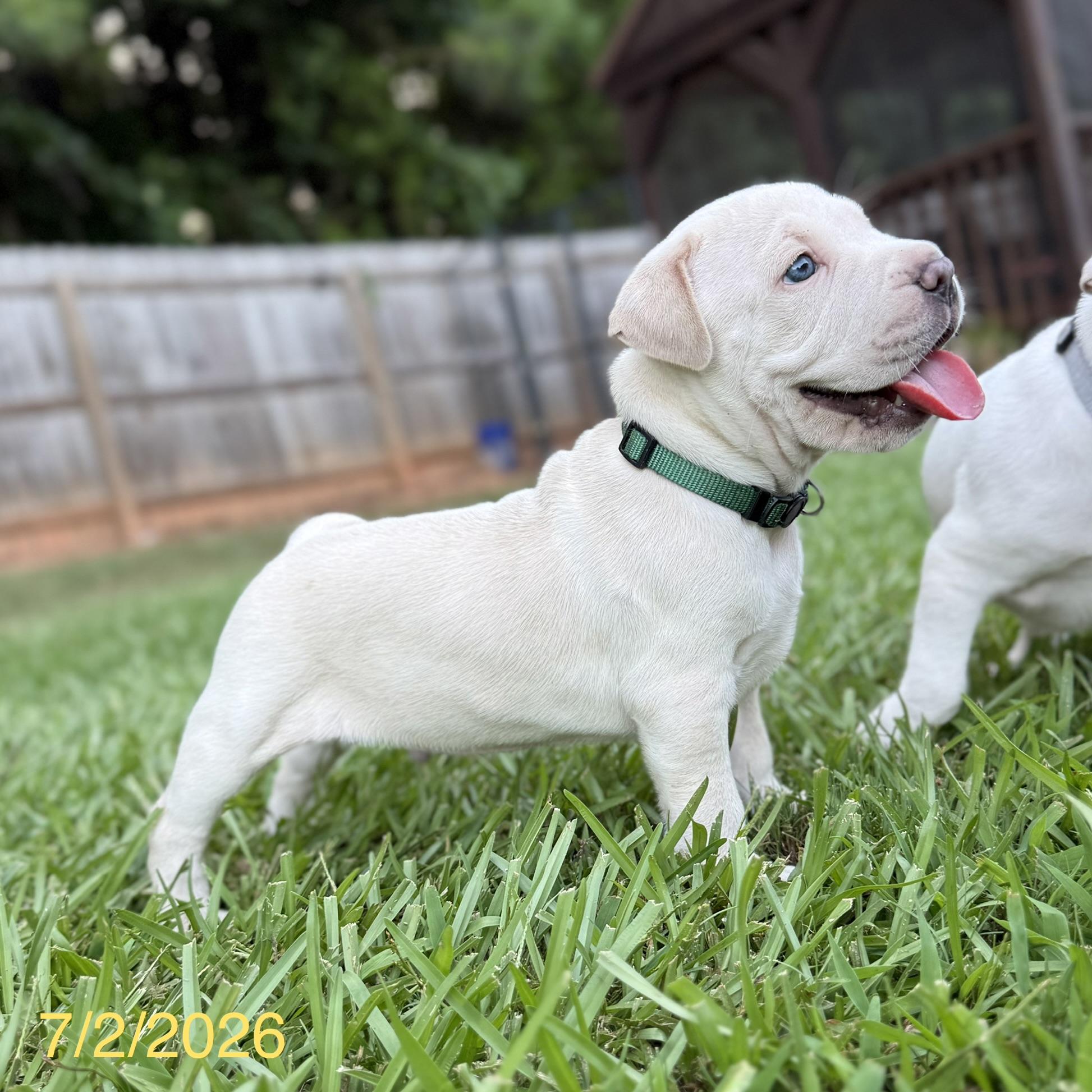 Enlarge Alvin, a ADOPTABLE mixed breed in Jackson, GA image 2/6
