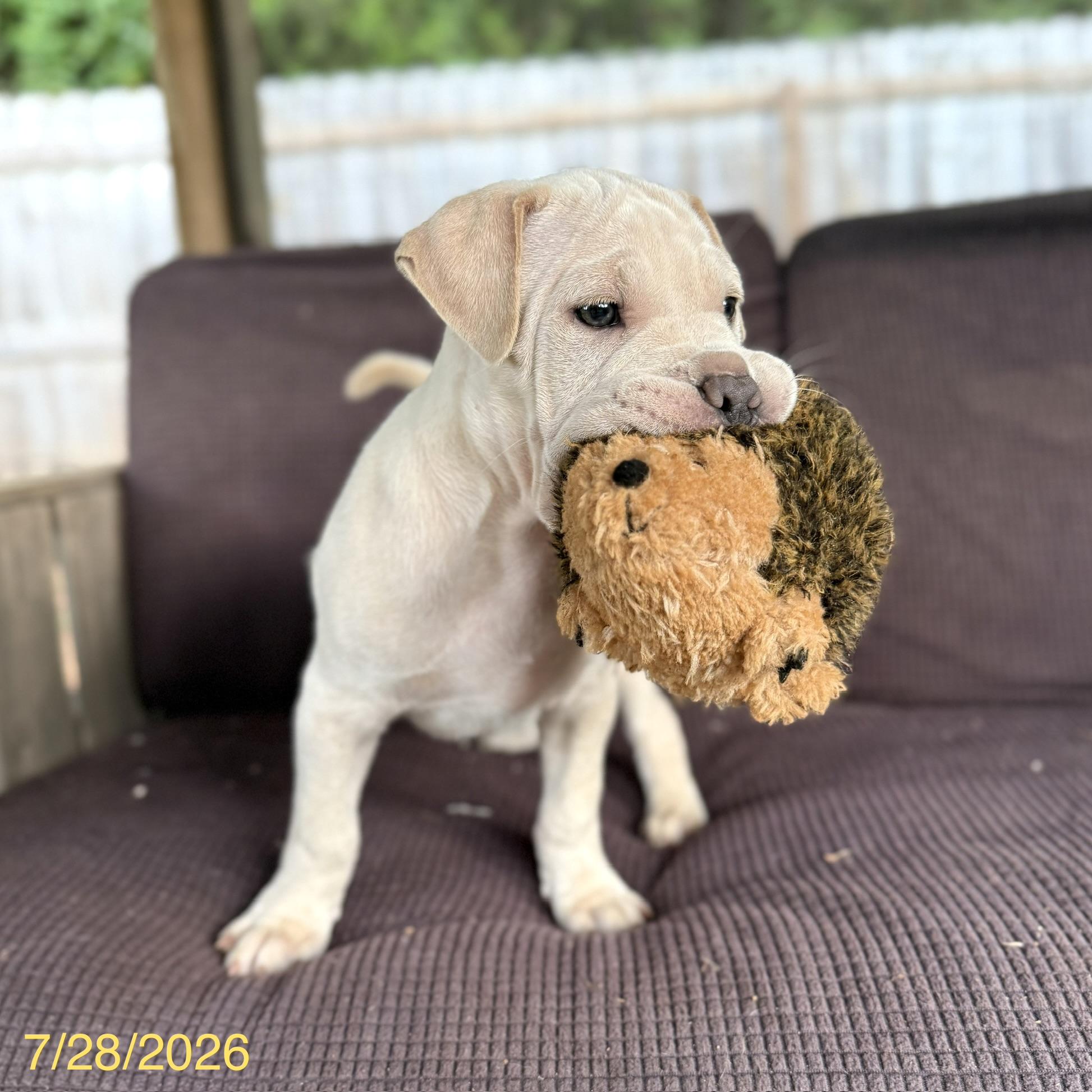 Enlarge Alvin, an adopted mixed breed in Jackson, GA image 4/6