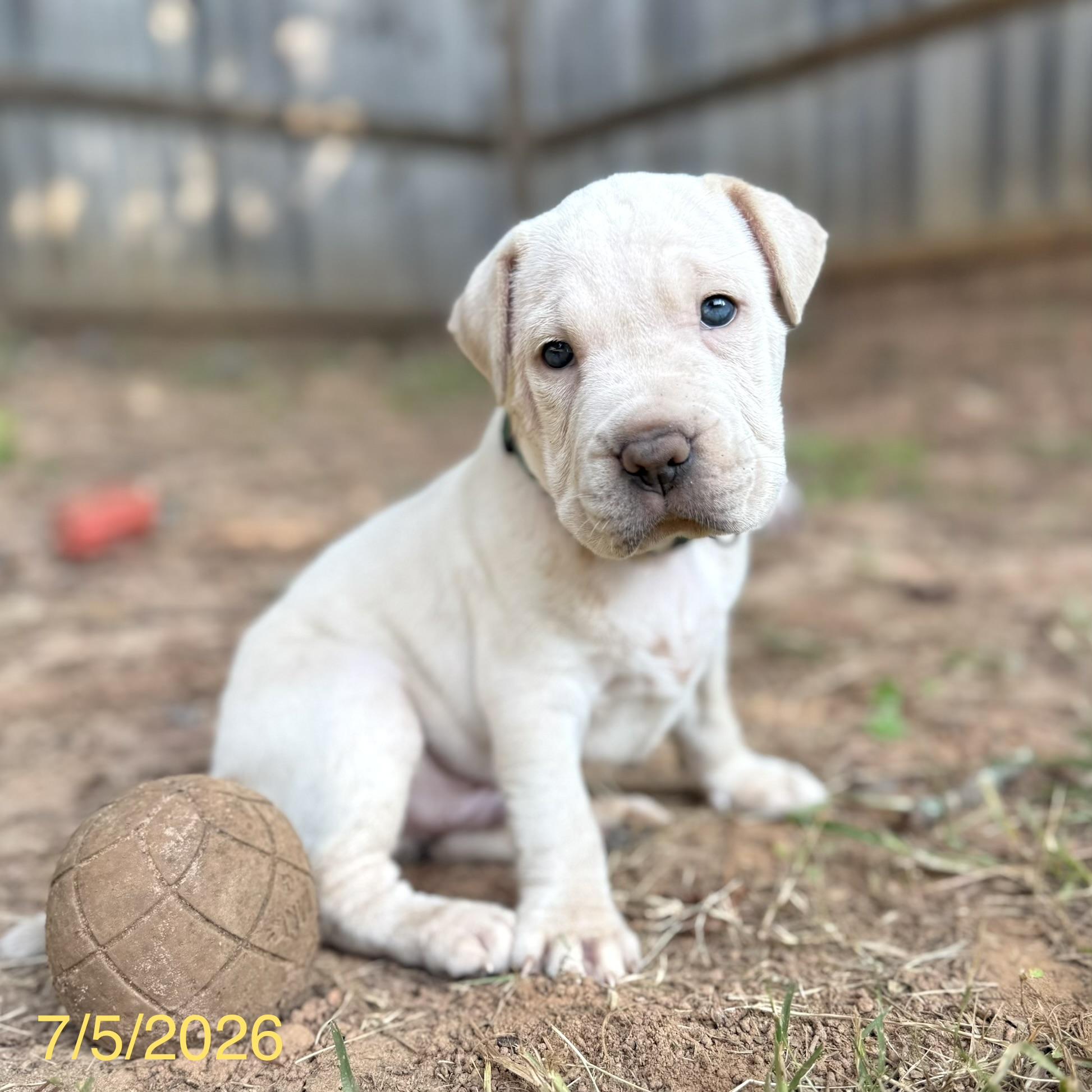 Alvin, ADOPTABLE, Puppy Male Shar-Pei & Mixed Breed.