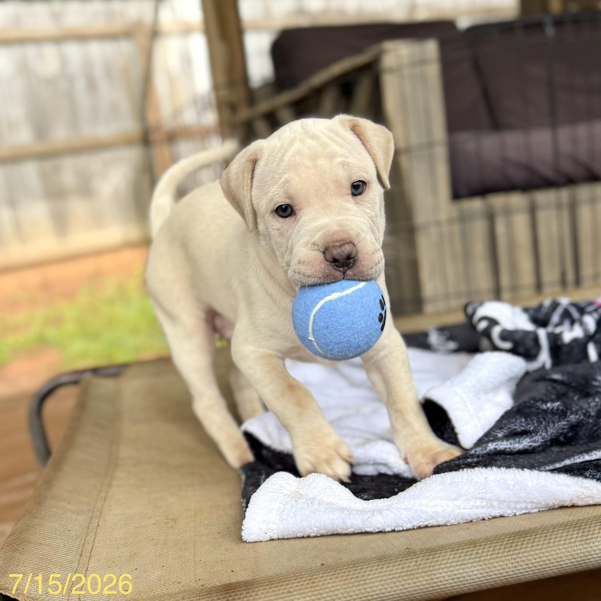 Enlarge Alvin, an adopted mixed breed in Jackson, GA image 2/6