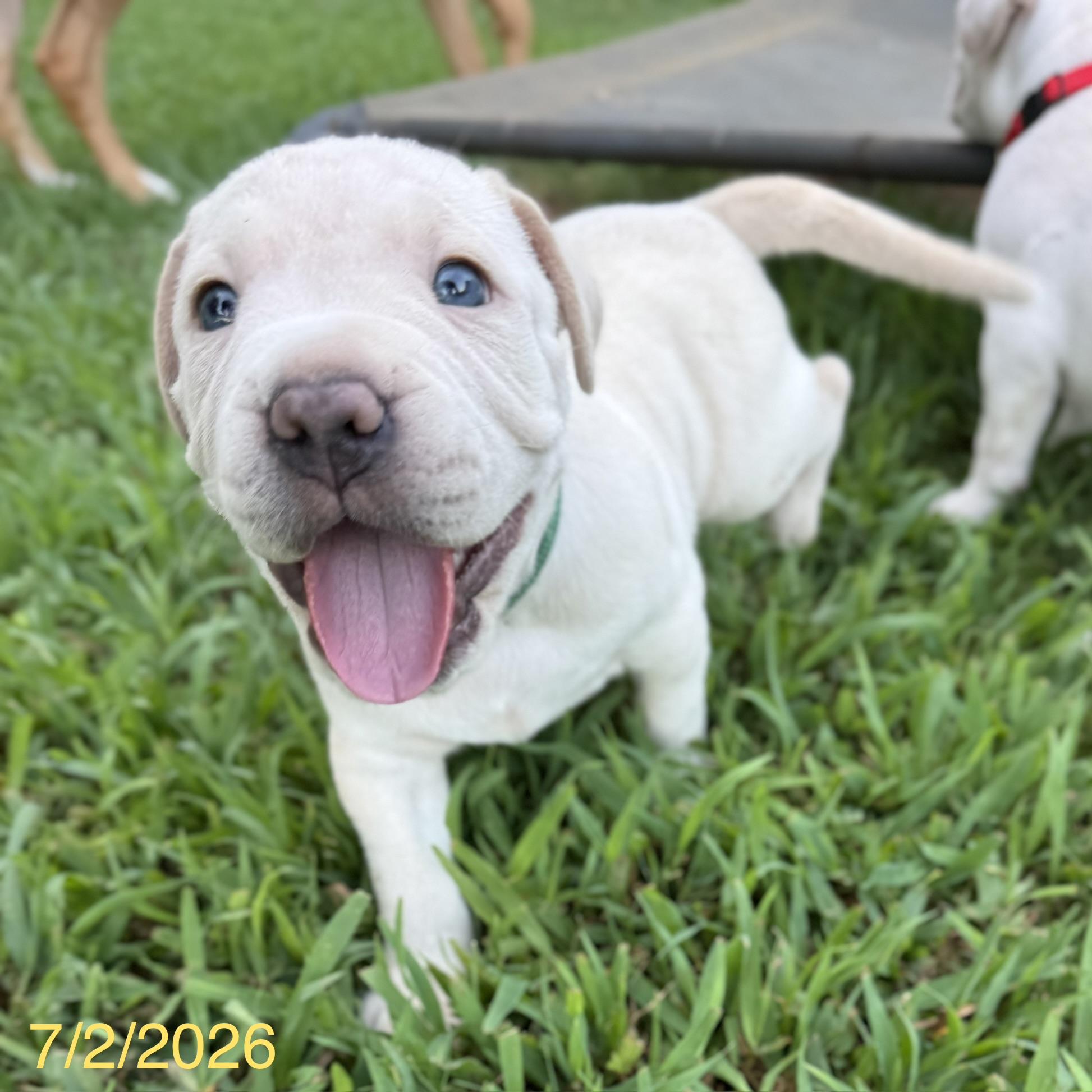 Enlarge Alvin, a ADOPTABLE mixed breed in Jackson, GA image 3/6