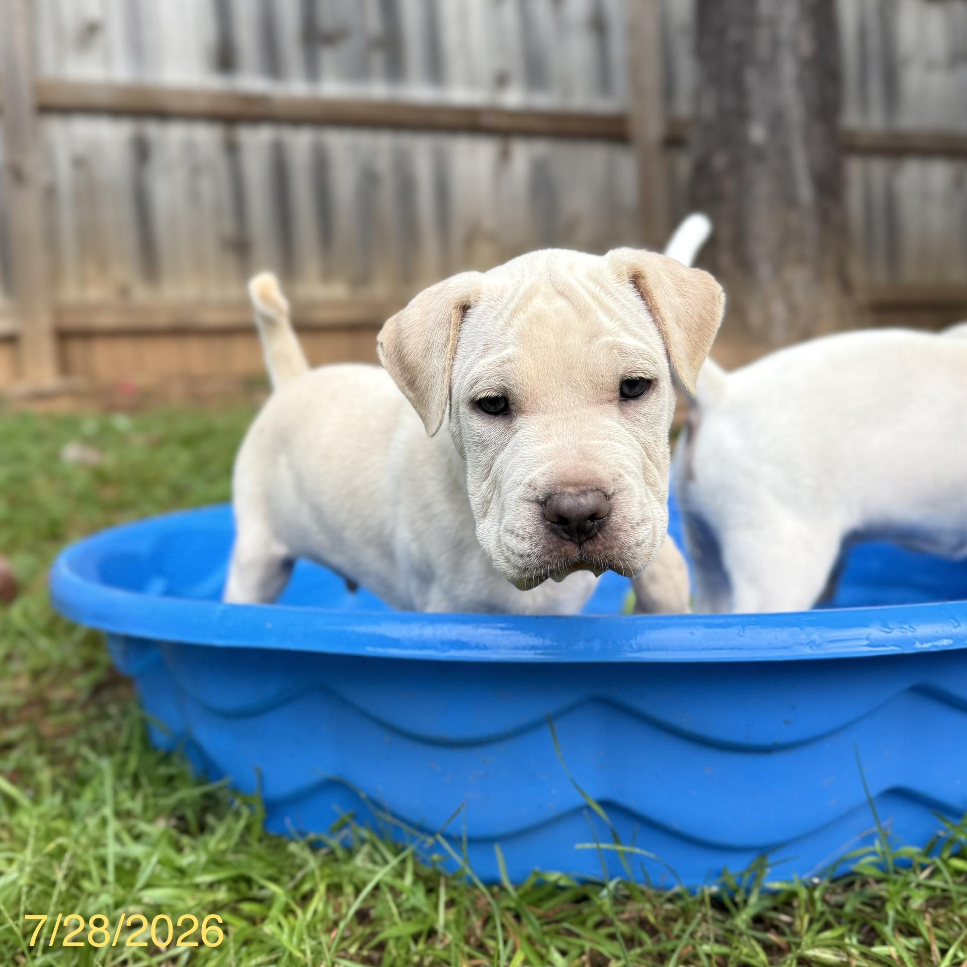 Alvin, adopted, Puppy Male Shar-Pei & Mixed Breed.