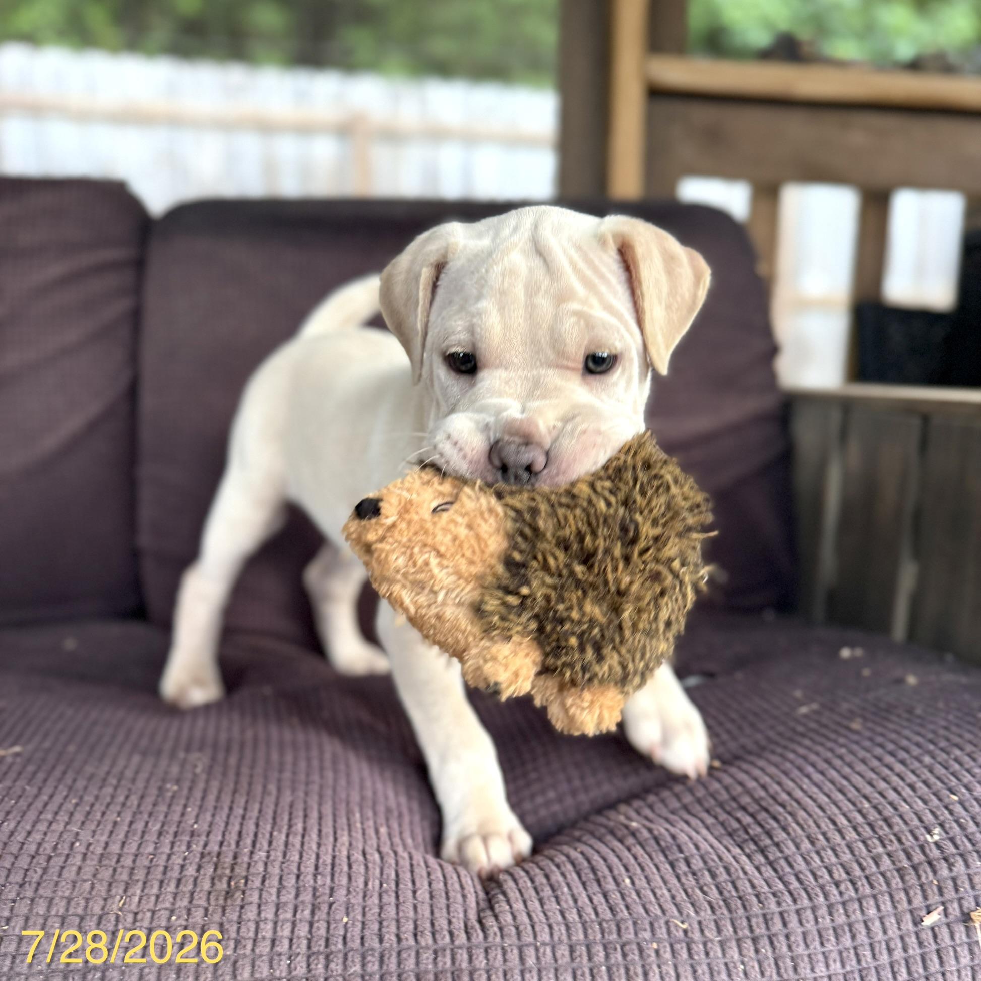 Enlarge Alvin, an adopted mixed breed in Jackson, GA image 6/6