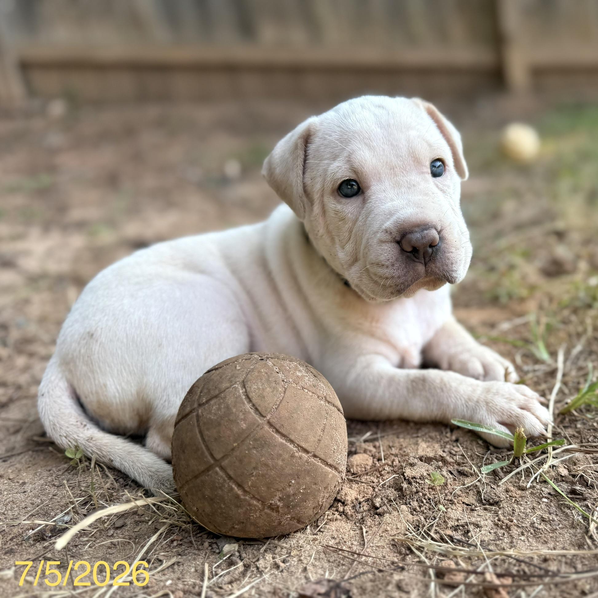 Enlarge Alvin, a ADOPTABLE mixed breed in Jackson, GA image 4/6