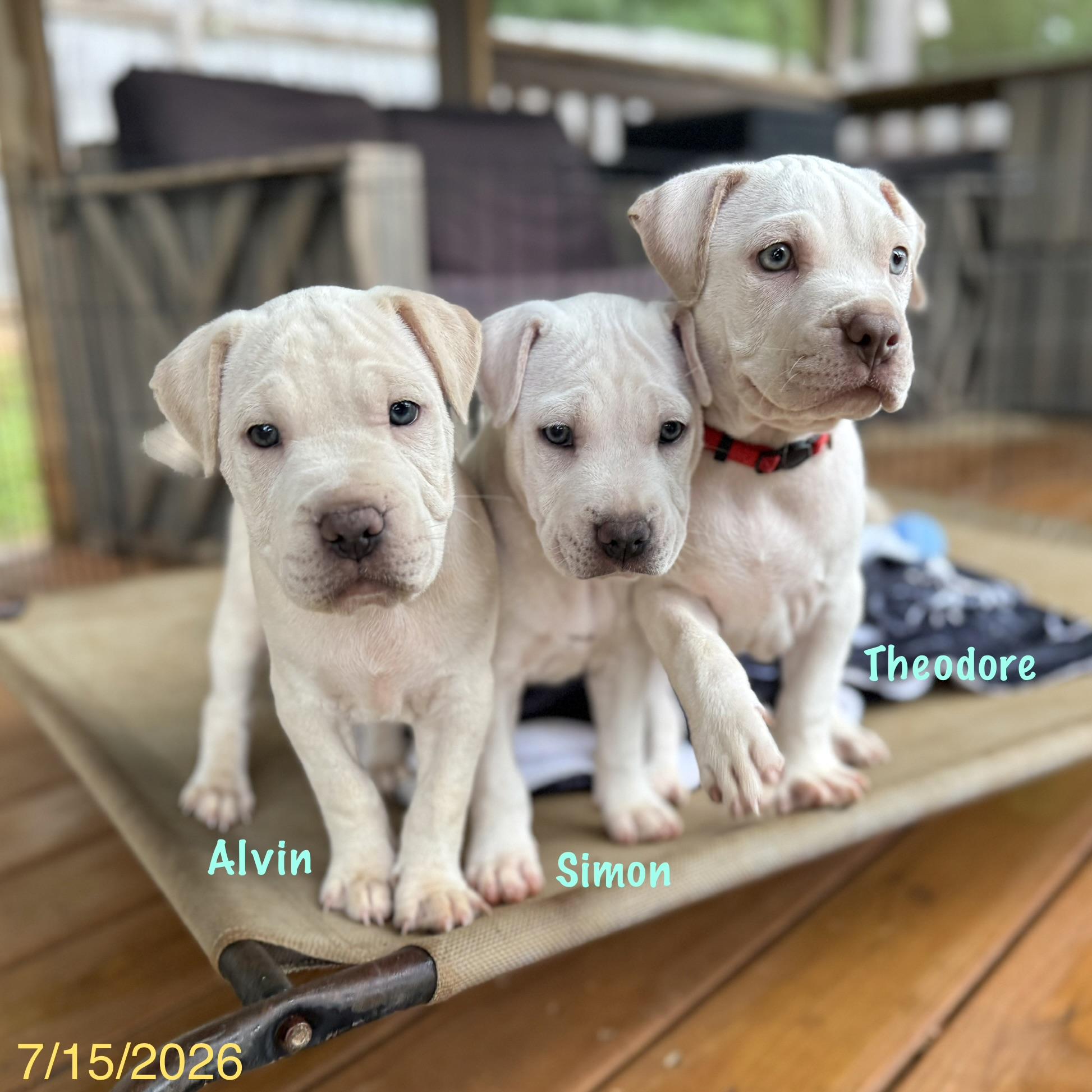 Enlarge Alvin, an adopted mixed breed in Jackson, GA image 3/6