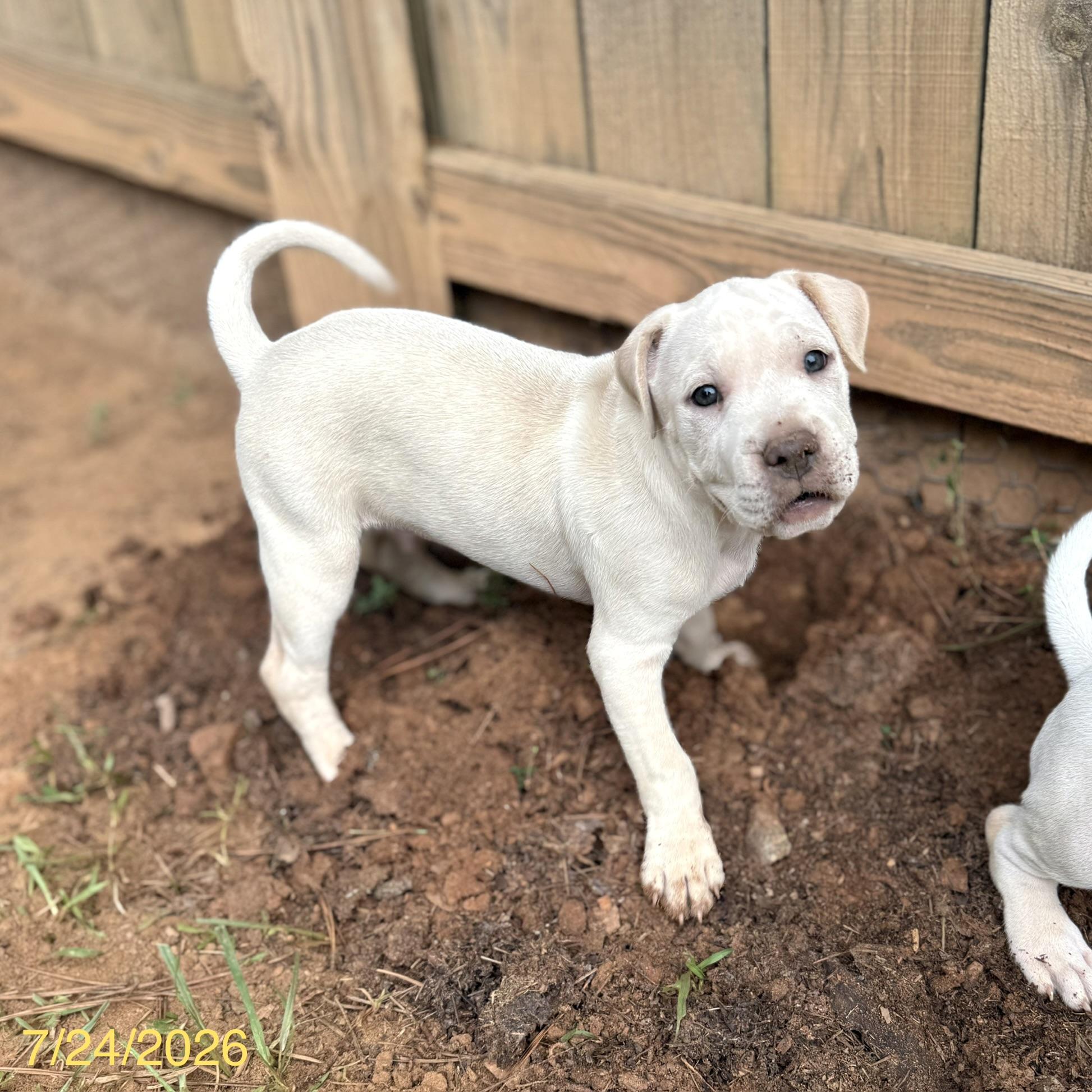 Enlarge Alvin, an adopted mixed breed in Jackson, GA image 5/6
