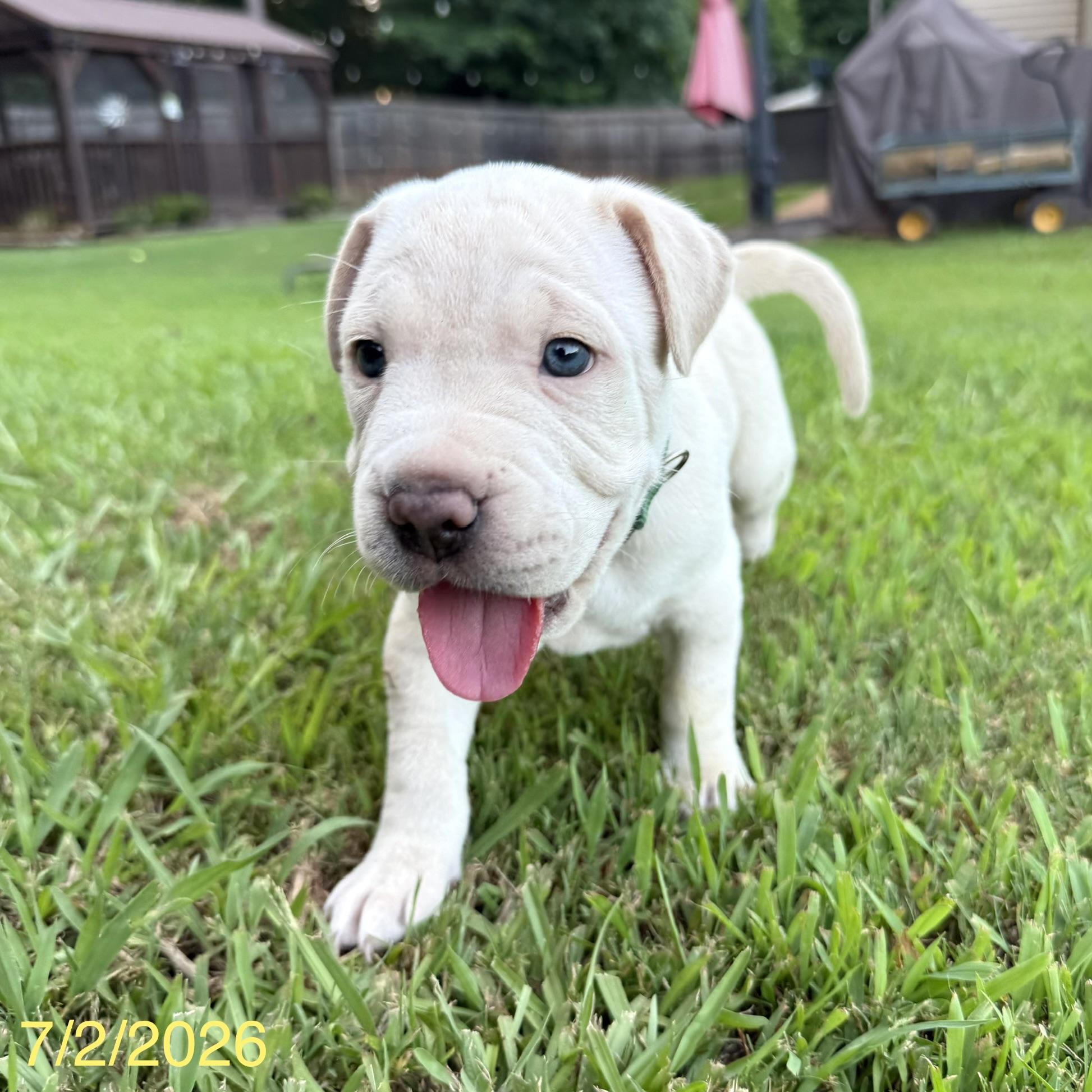 Enlarge Alvin, a ADOPTABLE mixed breed in Jackson, GA image 6/6